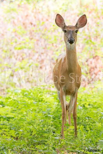 Picture of A lone doe stares at the camera in a clearing